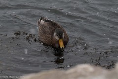 Anas rubripes × platyrhynchos