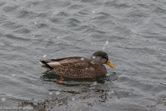 Anas rubripes × platyrhynchos