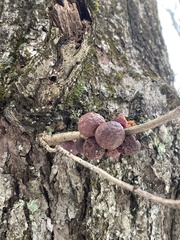 Disholcaspis globosa