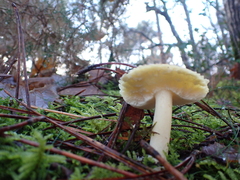 Fungi