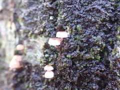 Mycena