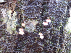 Mycena