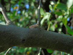 Leptoglossus chilensis
