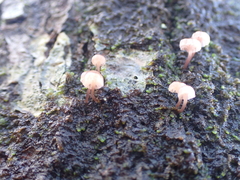 Mycena