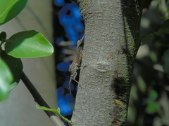 Leptoglossus chilensis