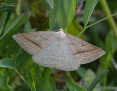 Petrophora chlorosata