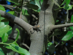 Leptoglossus chilensis