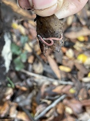 Gosodesmus claremontus