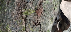 Rhinella alata