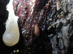 Insecta
