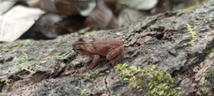 Rhinella alata