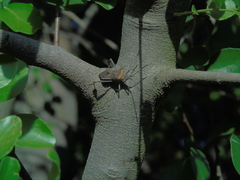 Leptoglossus chilensis