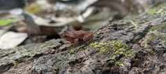 Rhinella alata