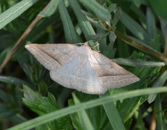 Petrophora chlorosata
