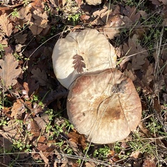 Agaricus hondensis