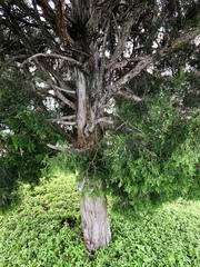 Juniperus virginiana