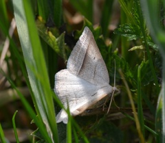 Petrophora chlorosata