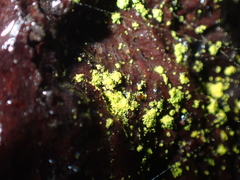Fungi