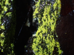 Fungi