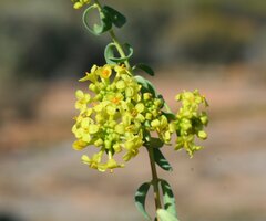 Pimelea spiculigera