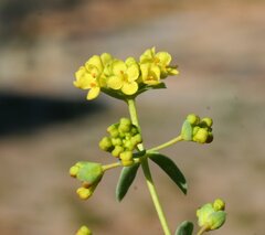 Pimelea spiculigera