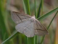 Petrophora chlorosata