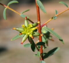 Pimelea spiculigera