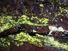 Fungi