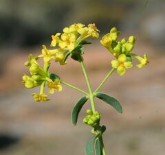 Pimelea spiculigera