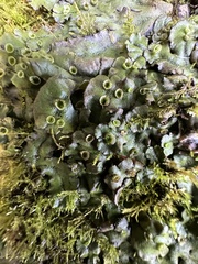 Marchantia polymorpha