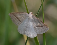 Petrophora chlorosata