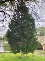 Juniperus virginiana