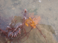 Rhodophyta