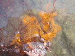 Rhodophyta