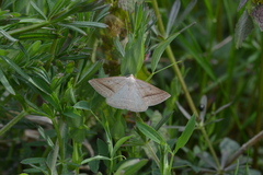 Petrophora chlorosata