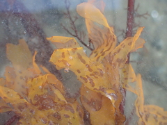 Rhodophyta