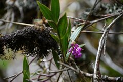 Elleanthus capitatus