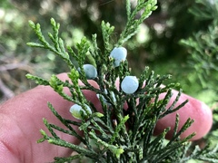 Juniperus virginiana