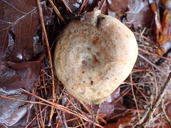 Fungi