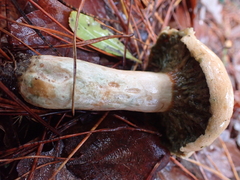 Fungi