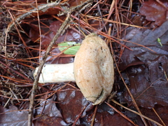 Fungi
