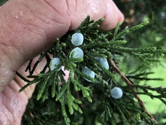 Juniperus virginiana