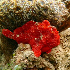 Antennarius commerson