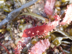 Gigartinales