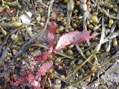 Gigartinales