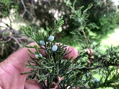 Juniperus virginiana