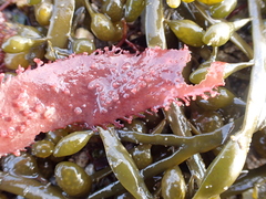 Gigartinales