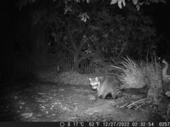 Procyon lotor