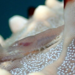 Zenopontonia soror