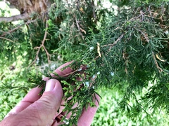 Juniperus virginiana